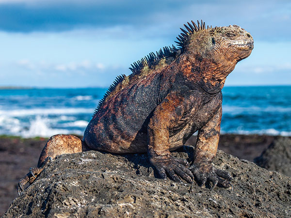 Galapagos-Islands